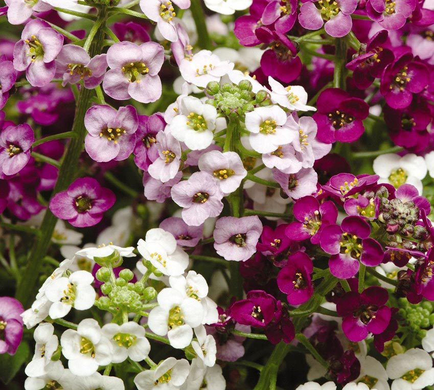 Alyssum maritimum گل آلیسوم