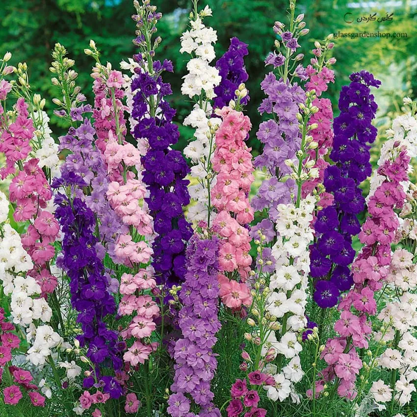 گل های بهاری وتابستانی مناسب باغچه (37گونه)Spring and summer flowers suitable for the garden (37 (species) مجموعه تولیدی سیدوس , تولید کننده گلدان های پلاستیکی سیدوس