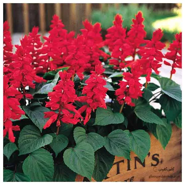 گل سلوی دائمی یا مریم گلی زینتی با نام علمی “Salvia splendens” یکی از زیباترین گل‌های تابستانه است. مجموعه تولیدی سیدوس تولید کننده محصولات پلاسکو آشپزخانه وگلدان پلاستیکی سیدوس