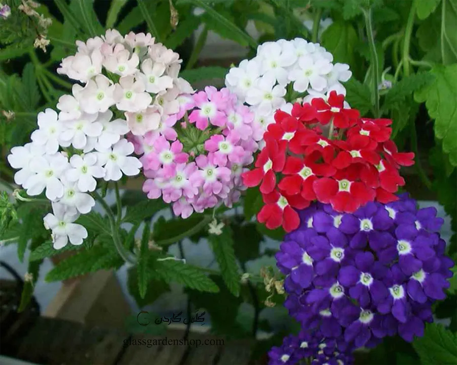 گل شاه پسند گیاهی با عادت رشد درختچه‌ای بوده و از خانواده Verbenaceae و نام علمی Verbena Bonariensis، متعلق به تیرۀ شاپسند است.مجموعه تولیدی سیدوس ,تولید کننده گلدان پلاستیکی سیدوس