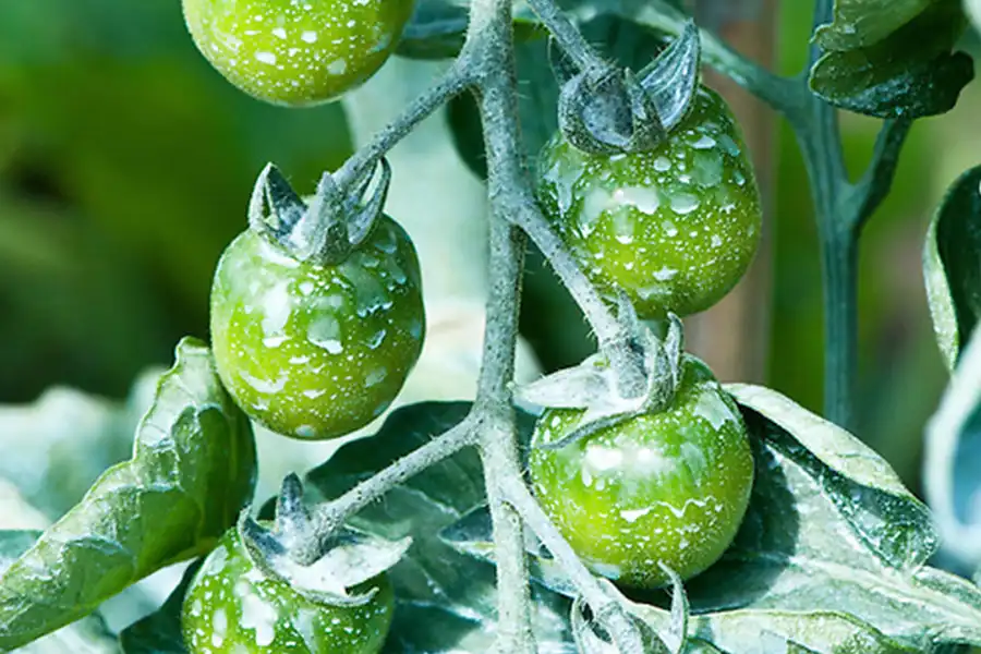 بیماری قارچی گیاهان Fungal plant disease
مجموعه تولیدی سیدوس ,تولید کننده گلدان پلاستیکی سیدوس ,بیش از 120نوع, اعم از گلدان استوانه ای پلاستیکی سیدوس,گلدان الماسی پلاستیکی سیدوس,گلدان مربعی پلاستیکی,گلدان مثلثی پلاستیکی,گلدان گرد پلاستیکی ,باکس مستطیلی,در اندازه های کاکتوسی تا درختچه ای