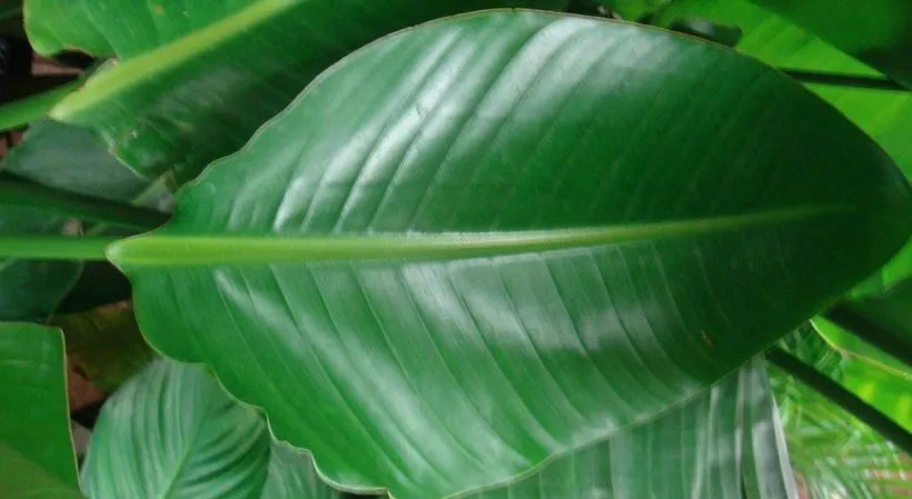 پرنده بهشتی یا استرلیتزیا (Strelitzia Reginae)مجموعه تولیدی سیدوس ,تولید کننده گلدان پلاستیکی سیدوس 