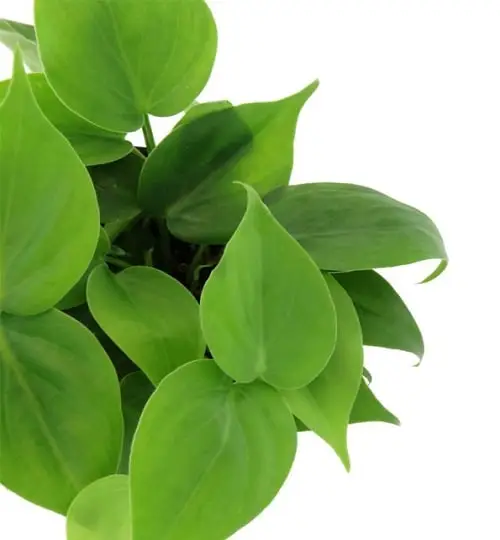 برگ پتوس و7علت کوچک شدن آنPothos leaves and 7 reasons why they shrink مجموعه تولیدی سیدوس ,تولید کننده گلدان پلاستیکی سیدوس ,بیش از 120نوع, اعم از گلدان استوانه ای پلاستیکی سیدوس,گلدان الماسی پلاستیکی سیدوس,گلدان مربعی پلاستیکی,گلدان مثلثی پلاستیکی,گلدان گرد پلاستیکی ,باکس مستطیلی,در اندازه های کاکتوسی تا درختچه ای