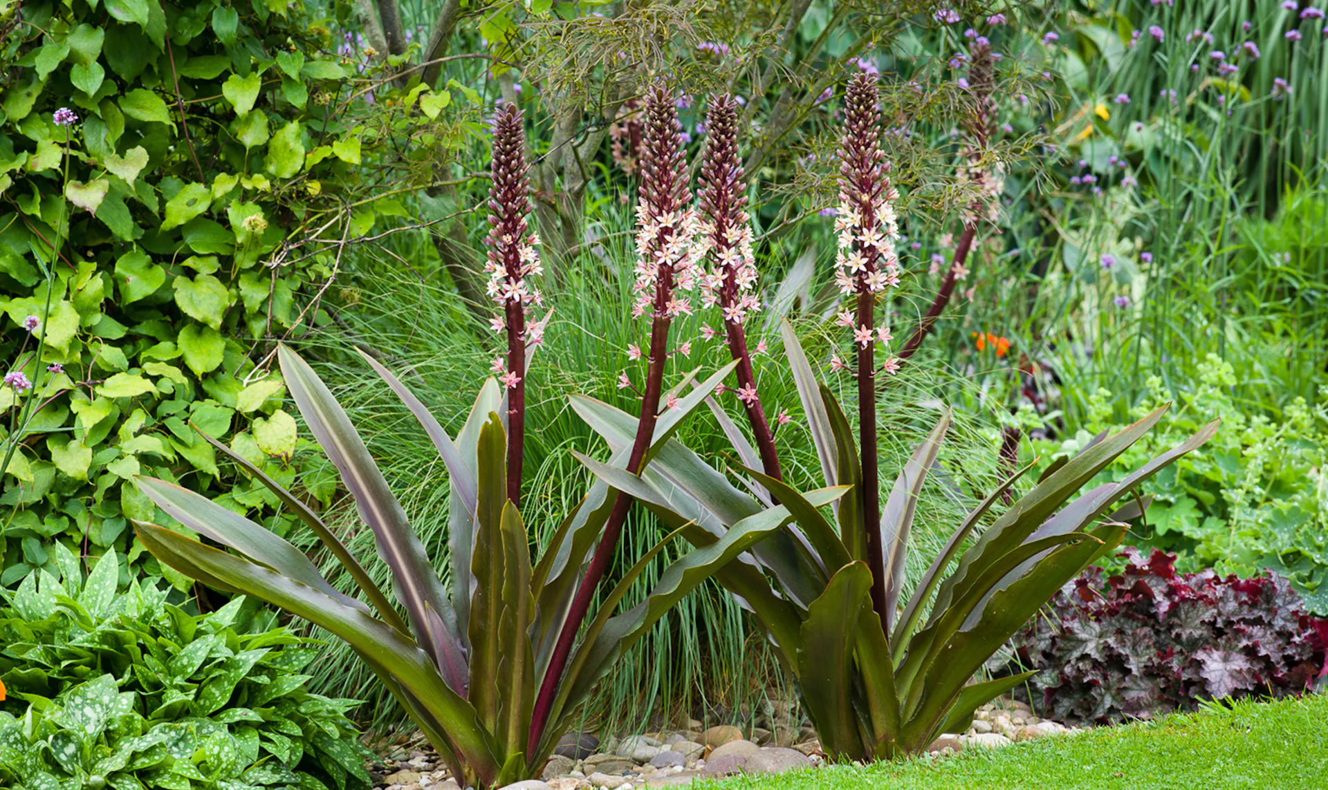 گل اِکومیس
نام به انگلیسی	
 Pineapple lily

<p>نام علمی	Eucomis bicolor<br />
خانواده	Asparagaceae<br />
مجموعه تولیدی سیدوس ,تولید کننده گلدان پلاستیکی سیدوس