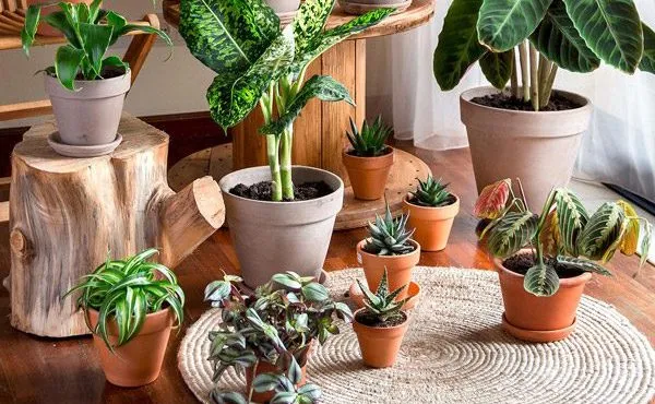 دمای ایده‌آل برای رشد بهتر گیاهان آپارتمانیThe ideal temperature for better growth of houseplants
مجموعه تولیدی سیدوس ,تولید کننده گلدان پلاستیکی سیدوس ,بیش از 120نوع, اعم از گلدان استوانه ای پلاستیکی سیدوس,گلدان الماسی پلاستیکی سیدوس,گلدان مربعی پلاستیکی,گلدان مثلثی پلاستیکی,گلدان گرد پلاستیکی ,باکس مستطیلی,در اندازه های کاکتوسی تا درختچه ای