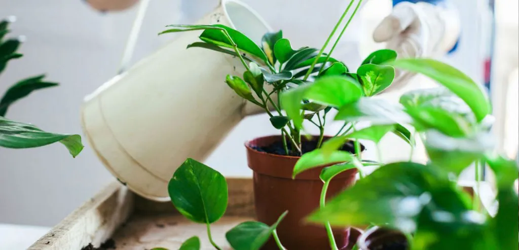 پشه زدن گیاهان وبررسی چگونگی ورفع آنMosquito bites on plants and how to fix it
مجموعه تولیدی سیدوس ,تولید کننده گلدان پلاستیکی سیدوس ,بیش از 120نوع, اعم از گلدان استوانه ای پلاستیکی سیدوس,گلدان الماسی پلاستیکی سیدوس,گلدان مربعی پلاستیکی,گلدان مثلثی پلاستیکی,گلدان گرد پلاستیکی ,باکس مستطیلی,در اندازه های کاکتوسی تا درختچه ای