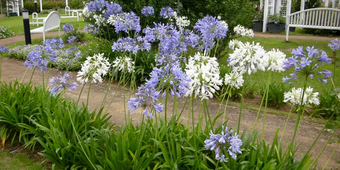 زنبق آفریقایی (African Lily)نام علمی: (Agapanthus Africanus)