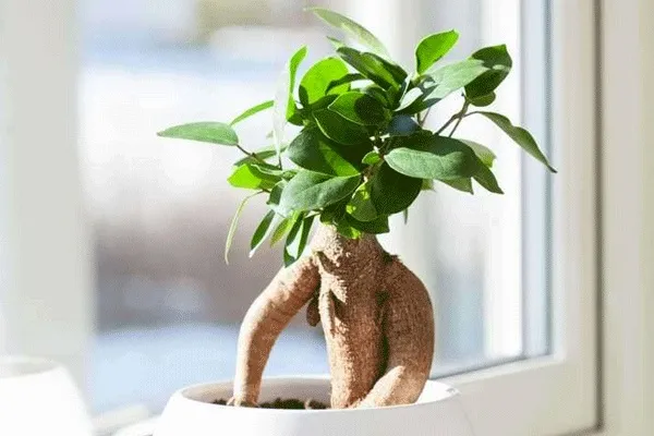 گلدان پلاستیکی گل بونسای وخواص شگفت انگیزآنPlastic bonsai flower pots and their amazing properties مجموعه تولیدی سیدوس ,تولید کننده گلدان پلاستیکی سیدوس ,بیش از 120نوع, اعم از گلدان استوانه ای پلاستیکی سیدوس,گلدان الماسی پلاستیکی سیدوس,گلدان مربعی پلاستیکی,گلدان مثلثی پلاستیکی,گلدان گرد پلاستیکی ,باکس مستطیلی,در اندازه های کاکتوسی تا درختچه ای,گلدان آجری