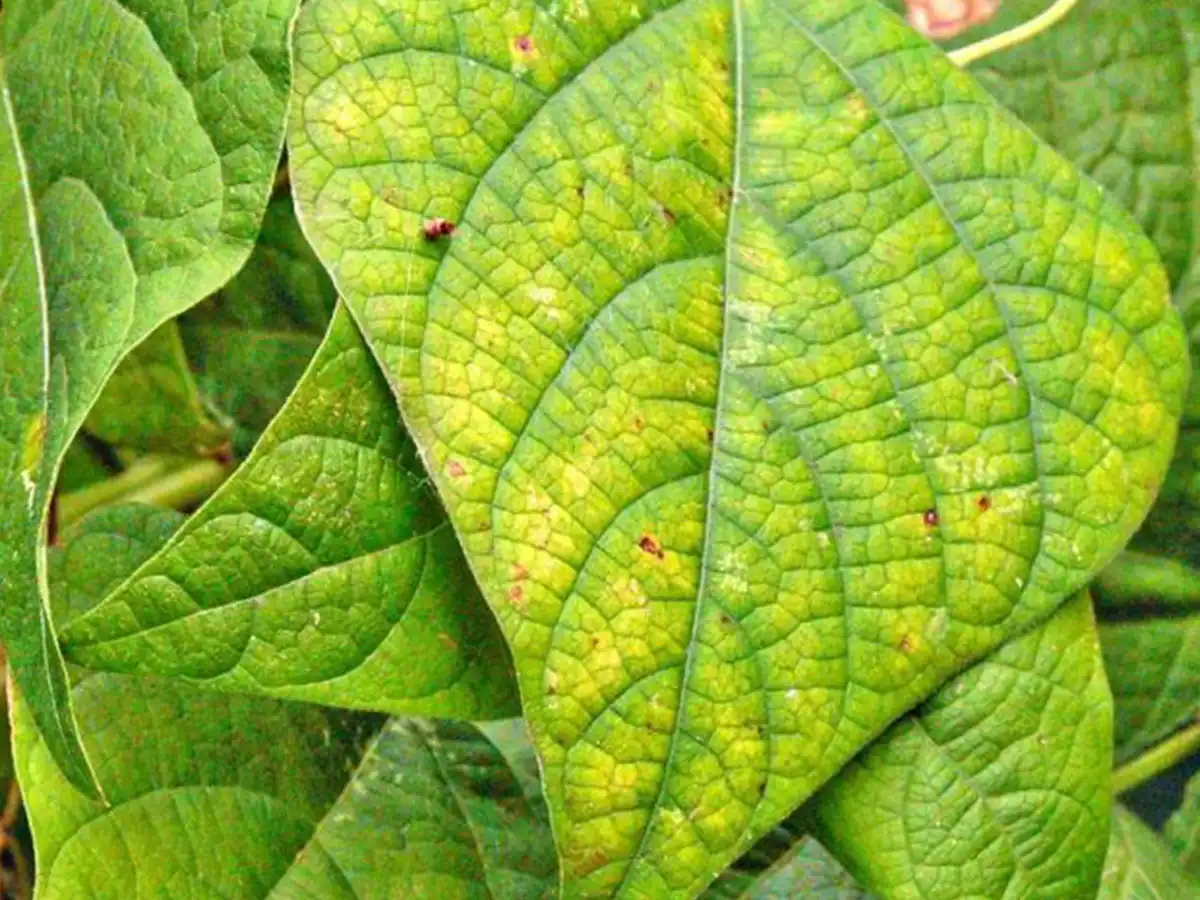 بیماری قارچی گیاهان Fungal plant disease
مجموعه تولیدی سیدوس ,تولید کننده گلدان پلاستیکی سیدوس ,بیش از 120نوع, اعم از گلدان استوانه ای پلاستیکی سیدوس,گلدان الماسی پلاستیکی سیدوس,گلدان مربعی پلاستیکی,گلدان مثلثی پلاستیکی,گلدان گرد پلاستیکی ,باکس مستطیلی,در اندازه های کاکتوسی تا درختچه ای