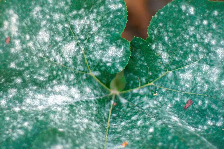 بیماری قارچی گیاهان Fungal plant disease
مجموعه تولیدی سیدوس ,تولید کننده گلدان پلاستیکی سیدوس ,بیش از 120نوع, اعم از گلدان استوانه ای پلاستیکی سیدوس,گلدان الماسی پلاستیکی سیدوس,گلدان مربعی پلاستیکی,گلدان مثلثی پلاستیکی,گلدان گرد پلاستیکی ,باکس مستطیلی,در اندازه های کاکتوسی تا درختچه ای