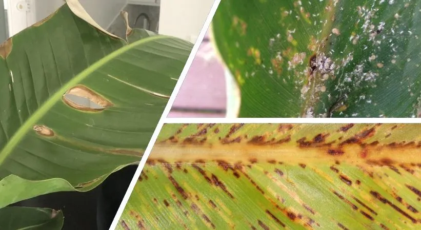 گل پرنده بهشتی یا استرلیتزیا (Strelitzia Reginae)مجموعه تولیدی سیدوس ,تولید کننده گلدان پلاستیکی سیدوس 