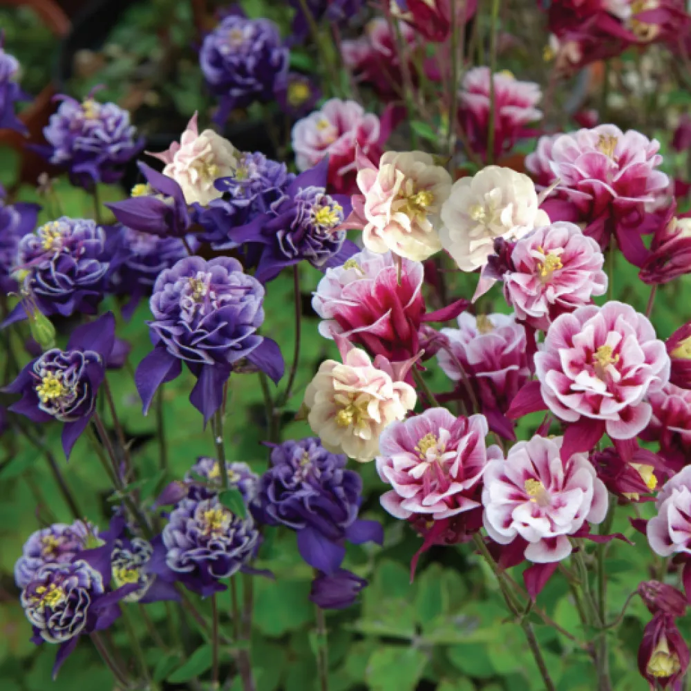 گل تاج الملوکAquilegia vulgaris Nora Barlow مجموعه تولیدی سیدوس ,تولید کننده گلدان پلاستیکی سیدوس وشیلنگ آب وشیلنگ گاز وشیلنگ کولری ومحصولات پلاسکویی مانند چاقو تیز کن پوست کن,َ