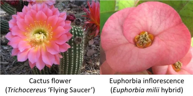 کاکتوس افوربیا زیباBeautiful Euphorbia cactus
مجموعه تولیدی سیدوس ,تولید کننده گلدان پلاستیکی سیدوس ,بیش از 120نوع, اعم از گلدان استوانه ای پلاستیکی سیدوس,گلدان الماسی پلاستیکی سیدوس,گلدان مربعی پلاستیکی,گلدان مثلثی پلاستیکی,گلدان گرد پلاستیکی ,باکس مستطیلی,در اندازه های کاکتوسی تا درختچه ای