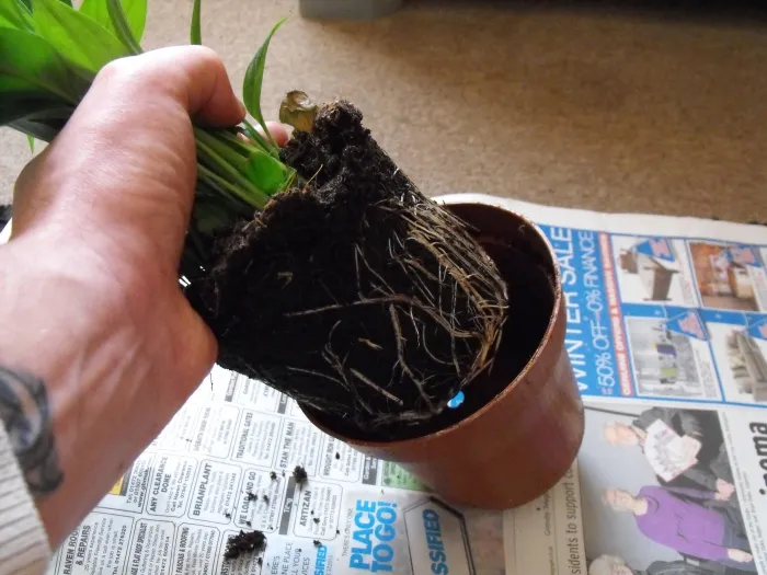 گل ها و گیاهان و آنچه برای تقویت آنها لازم استFlowers and plants and what is needed to enhance them
گلدان پلاستیکی  Plastic pot,  plastic vase مجموعه تولیدی سیدوس ,تولید کننده گلدان پلاستیکی سیدوس ,بیش از 120نوع, اعم از گلدان استوانه ای پلاستیکی سیدوس,گلدان الماسی پلاستیکی سیدوس,گلدان مربعی پلاستیکی,گلدان مثلثی پلاستیکی,گلدان گرد پلاستیکی ,باکس مستطیلی,در اندازه های کاکتوسی تا درختچه ای