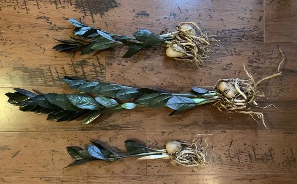 زاموفیلیا بلک (Zamioculcas zamiifolia 'Raven' مجموعه تولیدی سیدوس , تولید کننده انواع گلدان پلاستیکی سیدوس