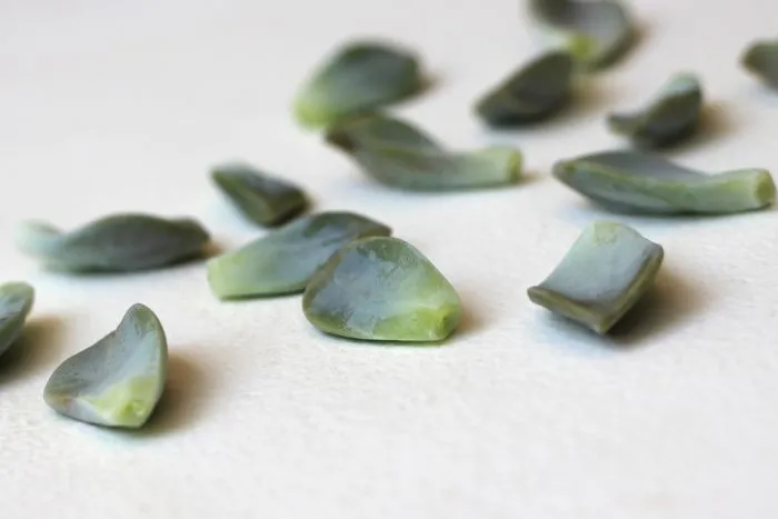 ساکولنت و2روش تکثیر آنSucculents and 2 methods of propagation
مجموعه تولیدی سیدوس ,تولید کننده گلدان پلاستیکی سیدوس ,بیش از 120نوع, اعم از گلدان استوانه ای پلاستیکی سیدوس,گلدان الماسی پلاستیکی سیدوس,گلدان مربعی پلاستیکی,گلدان مثلثی پلاستیکی,گلدان گرد پلاستیکی ,باکس مستطیلی,در اندازه های کاکتوسی تا درختچه ای