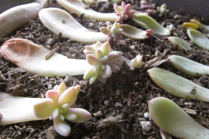 ساکولنت و2روش تکثیر آنSucculents and 2 methods of propagation
مجموعه تولیدی سیدوس ,تولید کننده گلدان پلاستیکی سیدوس ,بیش از 120نوع, اعم از گلدان استوانه ای پلاستیکی سیدوس,گلدان الماسی پلاستیکی سیدوس,گلدان مربعی پلاستیکی,گلدان مثلثی پلاستیکی,گلدان گرد پلاستیکی ,باکس مستطیلی,در اندازه های کاکتوسی تا درختچه ای
