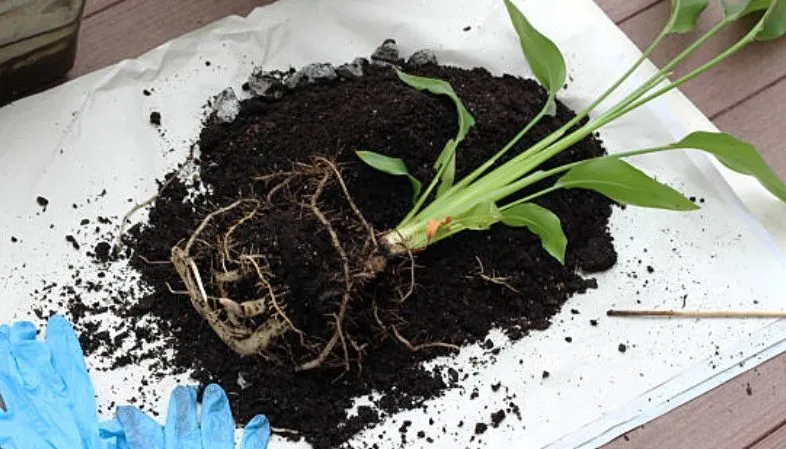 گل پرنده بهشتی یا استرلیتزیا (Strelitzia Reginae)مجموعه تولیدی سیدوس ,تولید کننده گلدان پلاستیکی سیدوس 
