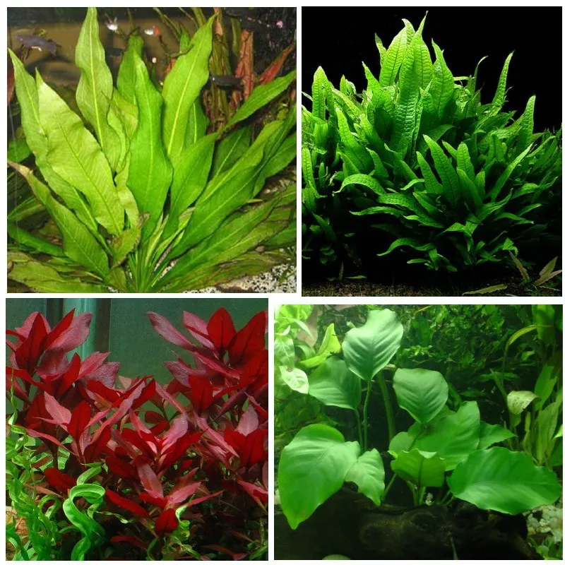 واتر گاردن ( Water Garden )  مجموعه تولیدی سیدوس ,تولید کننده گلدان پلاستیکی سیدوس ,بیش از 120نوع, اعم از گلدان استوانه ای پلاستیکی سیدوس,گلدان الماسی پلاستیکی سیدوس,گلدان مربعی پلاستیکی,گلدان مثلثی پلاستیکی,گلدان گرد پلاستیکی ,باکس مستطیلی,در اندازه های کاکتوسی تا درختچه ای
