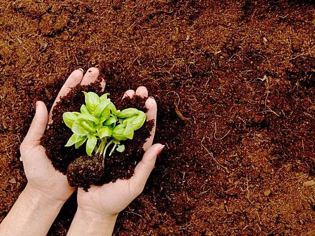 خاک مناسب برای کاشت گیاهSuitable soil for planting plants
مجموعه تولیدی سیدوس ,تولید کننده گلدان پلاستیکی سیدوس ,بیش از 120نوع, اعم از گلدان استوانه ای پلاستیکی سیدوس,گلدان الماسی پلاستیکی سیدوس,گلدان مربعی پلاستیکی,گلدان مثلثی پلاستیکی,گلدان گرد پلاستیکی ,باکس مستطیلی,در اندازه های کاکتوسی تا درختچه ای