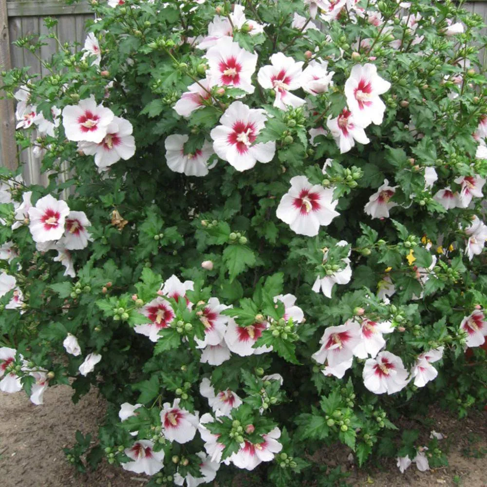 گل ختمی و20خاصیت آن Marshmallow flower and its 20 properties مجموعه تولیدی سیدوس , تولید کننده گلدان پلاستیکی سیدوستدوین:مینو غفوری ساداتیه

<p>آدرس اینستاگرام:gooldono.stand.sidoos@</p>

<p>تلفن:09308743868
