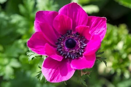 shaghayegh گل شقایق این گیاه از خانواده (Papaveraceae) با نام علمی (Shirley Series ,Papaver rhoeas) مجموعه تولیدی سیدوس تولید کننده گلدان پلاستیکی سیدوس