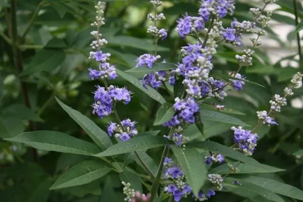 گیاه پنج انگشت یک گونه از سرده پنج انگشت است. نام علمی: Vitex agnus-castus
رده بندی بالاتر :ویتکس
تیره : شاه پسند
گونه: V. agnus-castus
مجموعه تولیدی گلدان پلاستیکی سیدوس