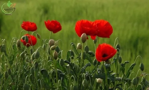 shaghayegh گل شقایق این گیاه از خانواده (Papaveraceae) با نام علمی (Shirley Series ,Papaver rhoeas) مجموعه تولیدی سیدوس تولید کننده گلدان پلاستیکی سیدوس
