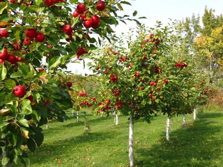 درخت انار ومزایای نگهداری آن در خانهPomegranate tree and the benefits of keeping it at home مجموعه تولیدی سیدوس ,تولید کننده گلدان پلاستیکی سیدوس ,بیش از 120نوع, اعم از گلدان استوانه ای پلاستیکی سیدوس,گلدان الماسی پلاستیکی سیدوس,گلدان مربعی پلاستیکی,گلدان مثلثی پلاستیکی,گلدان گرد پلاستیکی ,باکس مستطیلی,در اندازه های کاکتوسی تا درختچه ای