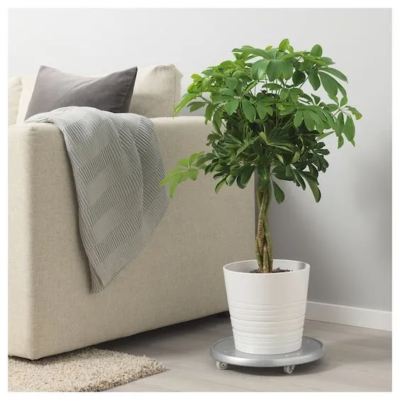 درختچه های آپارتمانی در گلدان پلاستیکی سیدوسApartment shrubs in plastic pots Sidoos
مجموعه تولیدی سیدوس ,تولید کننده گلدان پلاستیکی سیدوس ,بیش از 120نوع, اعم از گلدان استوانه ای پلاستیکی سیدوس,گلدان الماسی پلاستیکی سیدوس,گلدان مربعی پلاستیکی,گلدان مثلثی پلاستیکی,گلدان گرد پلاستیکی ,باکس مستطیلی,در اندازه های کاکتوسی تا درختچه ای