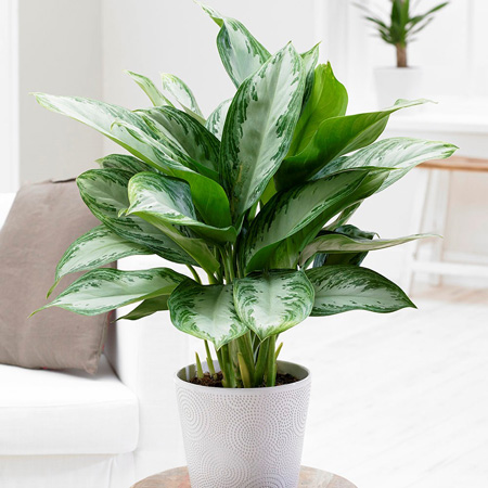 پتوس ( Pothos)