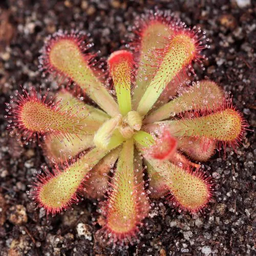 گیاهان گوشتخوار (به انگلیسی: Carnivorous plants )،با فتوسنتز انرژی تولید می‌کنند.مجموعه تولیدی سیدوس ,تولید کننده گلدان پلاستیکی سیدوس ,بیش از 120نوع, اعم از گلدان استوانه ای پلاستیکی سیدوس,گلدان الماسی پلاستیکی سیدوس,گلدان مربعی پلاستیکی,گلدان مثلثی پلاستیکی,گلدان گرد پلاستیکی ,باکس مستطیلی,در اندازه های کاکتوسی تا درختچه ای