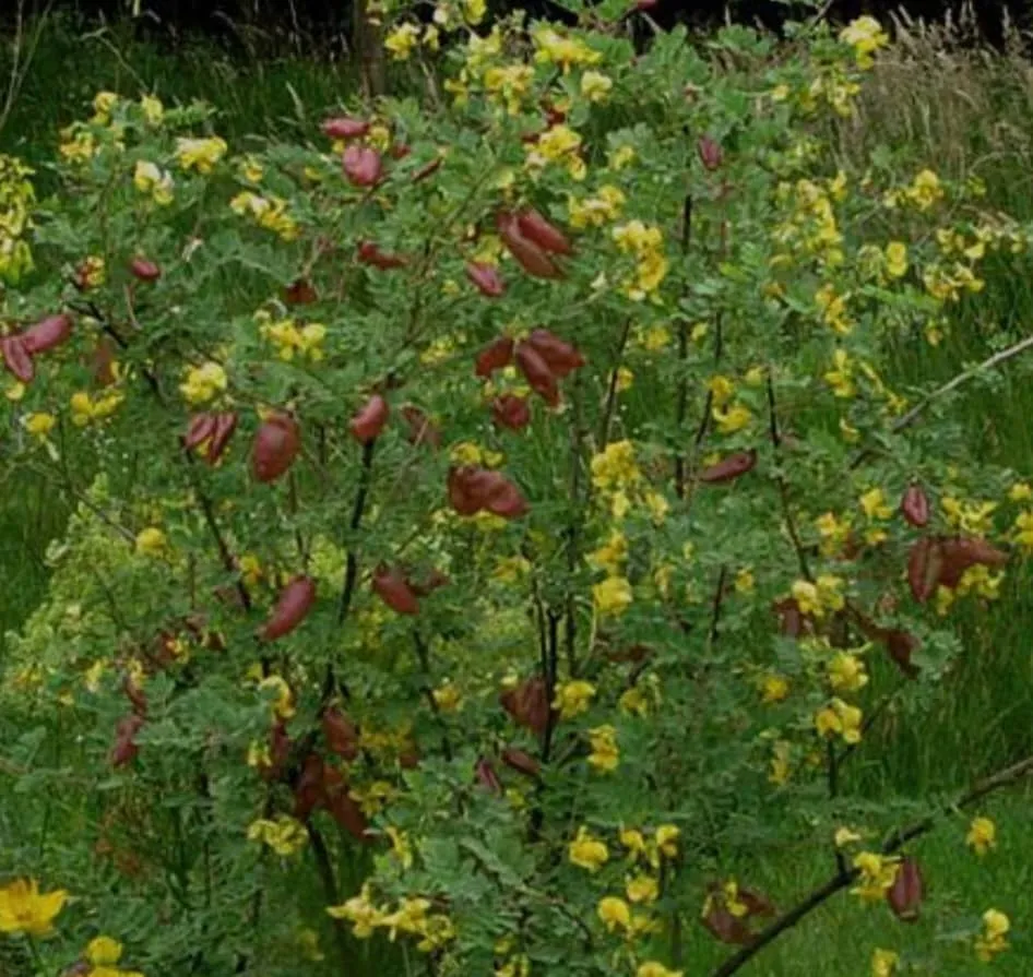 گیاه دغدغکColutea arborescens مجموعه تولیدی سیدوس تولید کننده گلدان پلاستیکی سیدوس