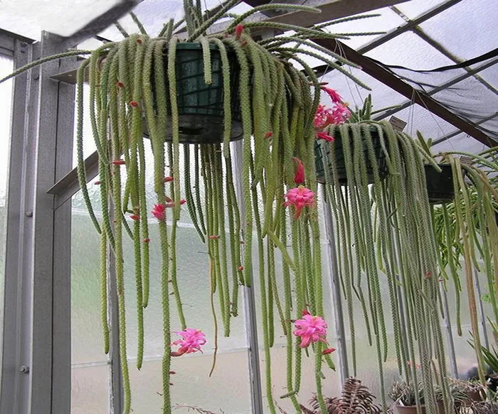 دم موشی,آپورو کاکتوس Aporocactus flagelliformis، کاکتوس rattail، گونه ای از گیاهان گلدار از خانواده کاکتوس Cactaceae است و بیشترین گونه کشت شده در سرده Aporocactus است. مجموعه تولیدی سیدوس تولید کننده گلدان پلاستیکی سیدوس
