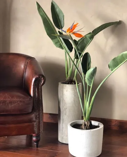 گل پرنده بهشتی (bird of Paradise)نام علمی: (Strelitzia)