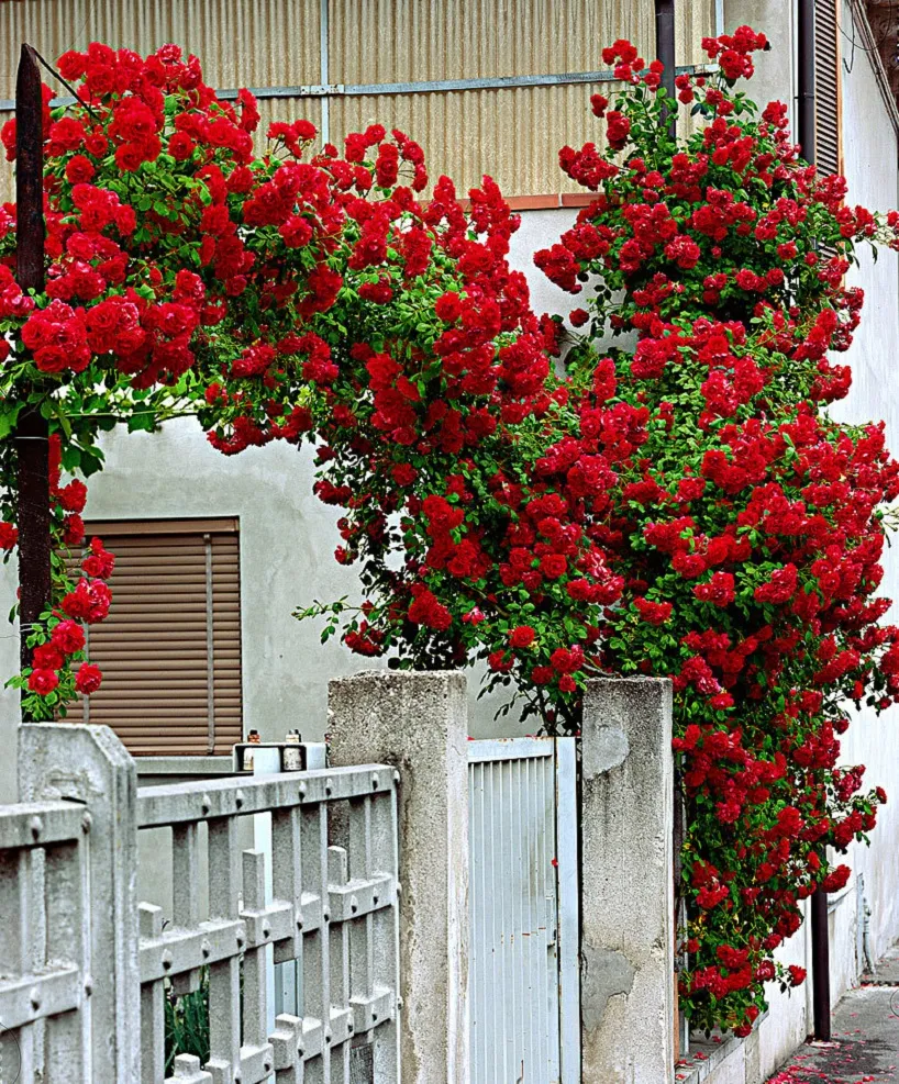 گل های رز رونده, Climbing roses (11 types) مجموعه تولیدی سیدوس ,تولید کننده گلدان پلاستیکی سیدوس