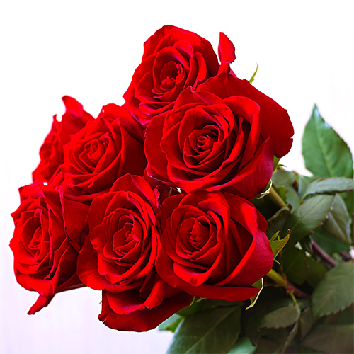 The psychology of flowersروانشناسی گل ها,