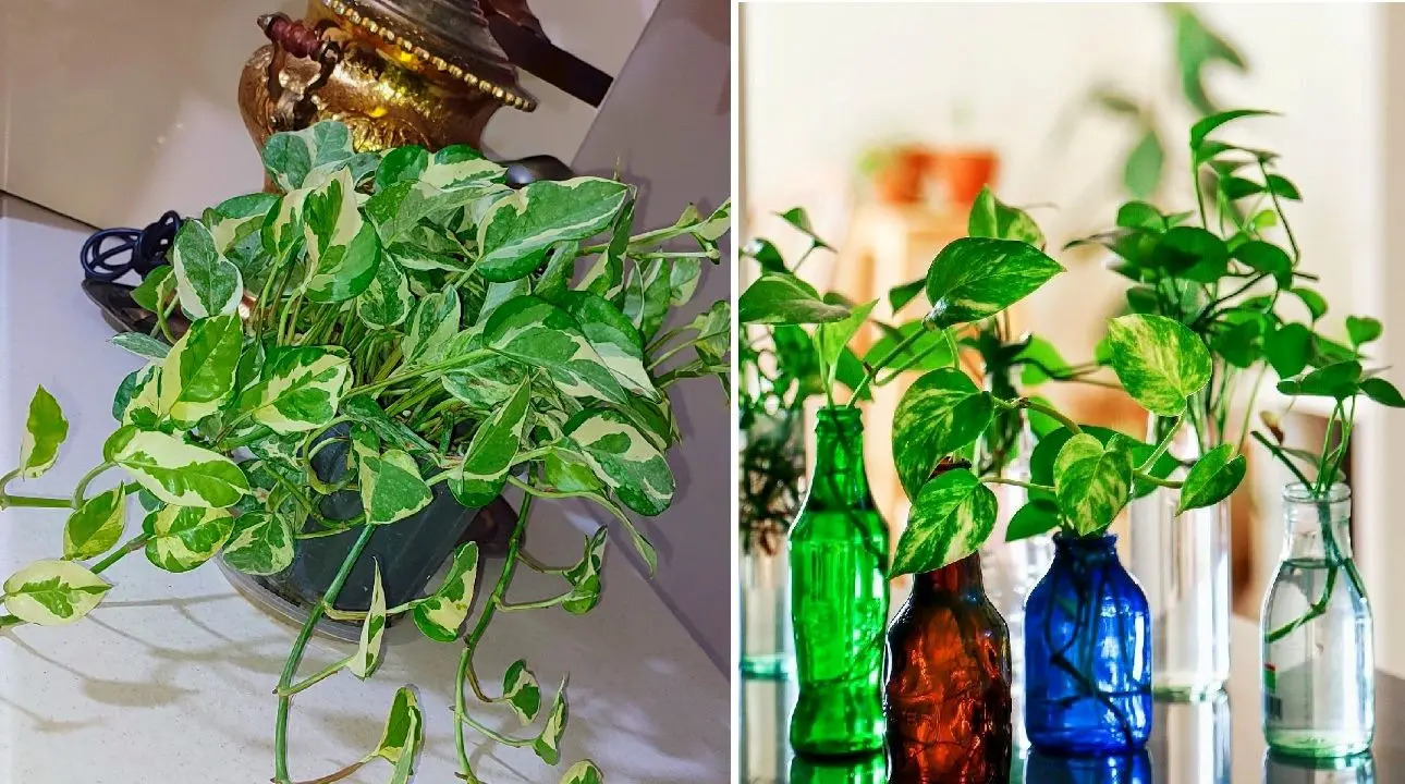 گیاه پتوس و7علت رشد نکردن آنPothos plant and 7 reasons why it doesn't grow
مجموعه تولیدی سیدوس ,تولید کننده گلدان پلاستیکی سیدوس ,بیش از 120نوع, اعم از گلدان استوانه ای پلاستیکی سیدوس,گلدان الماسی پلاستیکی سیدوس,گلدان مربعی پلاستیکی,گلدان مثلثی پلاستیکی,گلدان گرد پلاستیکی ,باکس مستطیلی,در اندازه های کاکتوسی تا درختچه ای