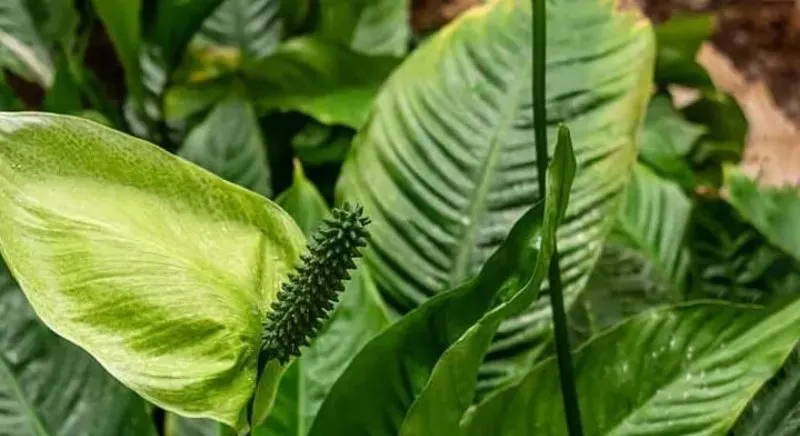 اسپاتی فیوم نام علمی: Spathiphyllum رده‌‌بندی بالاتر: گل‌شیپوریان گلدان پلاستیکی Plastic pot, plastic vase مجموعه تولیدی سیدوس ,تولید کننده گلدان پلاستیکی سیدوس ,بیش از 120نوع, اعم از گلدان استوانه ای پلاستیکی سیدوس,گلدان الماسی پلاستیکی سیدوس,گلدان مربعی پلاستیکی,گلدان مثلثی پلاستیکی,گلدان گرد پلاستیکی ,باکس مستطیلی,در اندازه های کاکتوسی تا درختچه ای
