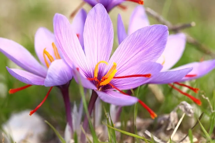 گل زعفران,زعفران سرگل, crocus-sativus, Crocus angustifolius مجموعه تولیدی سیدوس, تولید کننده گلدان پلاستیکی سیدوس 