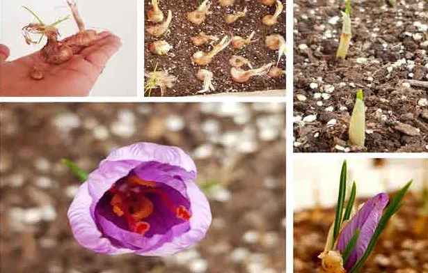 گل زعفران,زعفران سرگل, crocus-sativus, Crocus angustifolius مجموعه تولیدی سیدوس, تولید کننده گلدان پلاستیکی سیدوس 
