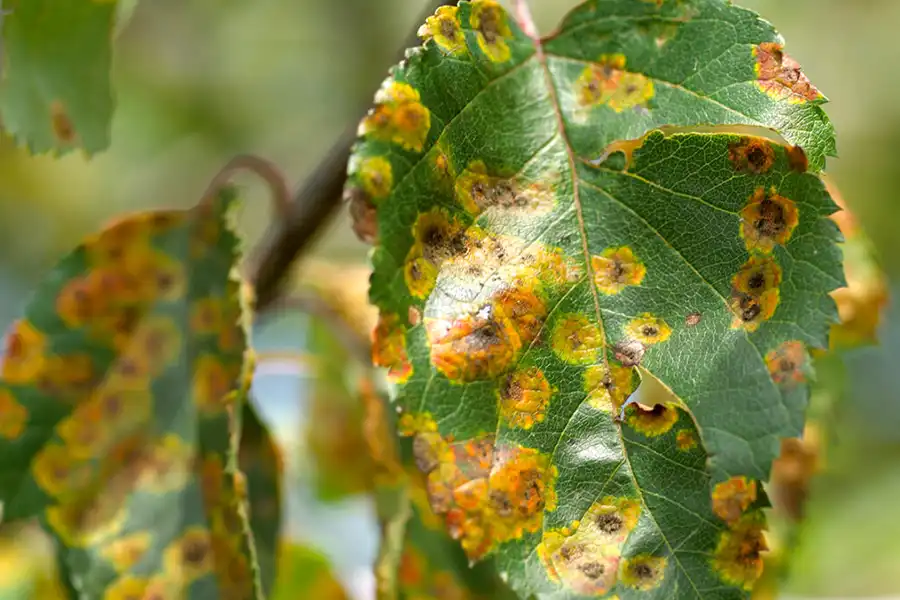 بیماری قارچی گیاهان Fungal plant disease
مجموعه تولیدی سیدوس ,تولید کننده گلدان پلاستیکی سیدوس ,بیش از 120نوع, اعم از گلدان استوانه ای پلاستیکی سیدوس,گلدان الماسی پلاستیکی سیدوس,گلدان مربعی پلاستیکی,گلدان مثلثی پلاستیکی,گلدان گرد پلاستیکی ,باکس مستطیلی,در اندازه های کاکتوسی تا درختچه ای