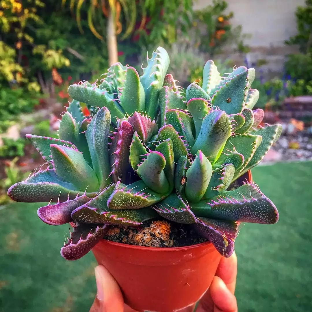 کاکتوس فائوکاریا, Faucaria Tigrina,Aizoaceae, Mesembryanthemum tigrinum مجموعه تولیدی گلدان پلاستیکی سیدوس ,تولید کننده گلدان پلاستیکی استوانه ای سیدوس بهترین گزینه برای کاکتوس های زیبای شما