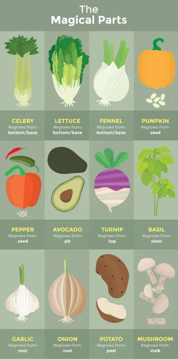 سبزیجات را در خانه از باقیمانده ها دوباره سبز کنیمRe-green vegetables at home from leftovers مجموعه تولیدی سیدوس ,تولید کننده گلدان پلاستیکی سیدوس ,بیش از 120نوع, اعم از گلدان استوانه ای پلاستیکی سیدوس,گلدان الماسی پلاستیکی سیدوس,گلدان مربعی پلاستیکی,گلدان مثلثی پلاستیکی,گلدان گرد پلاستیکی ,باکس مستطیلی,در اندازه های کاکتوسی تا درختچه ای 