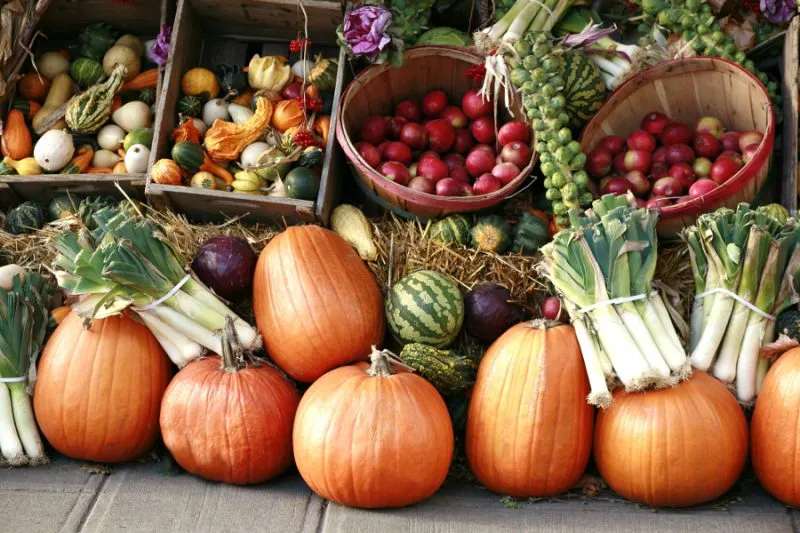 فصل پاییز و آنچه باید کاشتAutumn and what to plant مجموعه تولیدی سیدوس ,تولید کننده گلدان پلاستیکی سیدوس ,بیش از 120نوع, اعم از گلدان استوانه ای پلاستیکی سیدوس,گلدان الماسی پلاستیکی سیدوس,گلدان مربعی پلاستیکی,گلدان مثلثی پلاستیکی,گلدان گرد پلاستیکی ,باکس مستطیلی,در اندازه های کاکتوسی تا درختچه ای