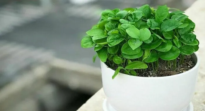 سبزه نارنجرشد نارنج از دانه
Growing oranges from seed
مجموعه تولیدی سیدوس ,تولید کننده گلدان پلاستیکی سیدوس ,بیش از 120نوع, اعم از گلدان استوانه ای پلاستیکی سیدوس,گلدان الماسی پلاستیکی سیدوس,گلدان مربعی پلاستیکی,گلدان مثلثی پلاستیکی,گلدان گرد پلاستیکی ,باکس مستطیلی,در اندازه های کاکتوسی تا درختچه ای