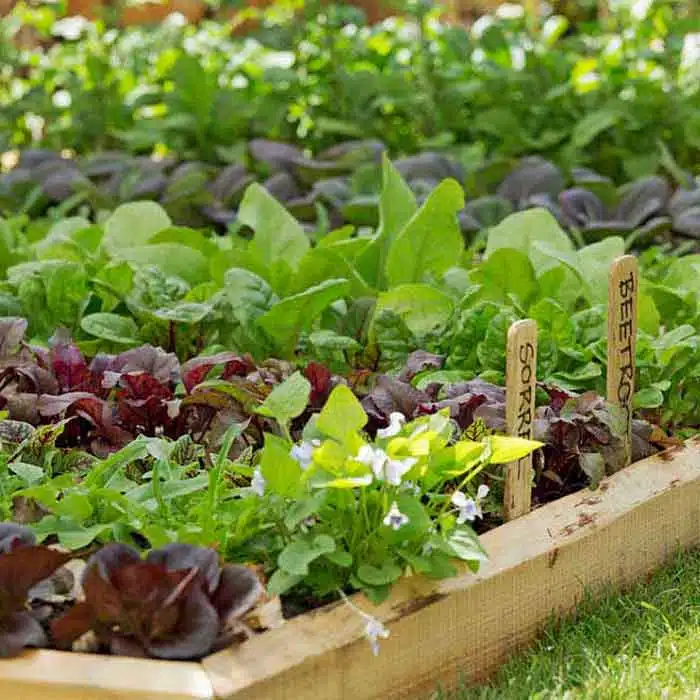 زهکشی خاک ونکات قابل تاملSoil drainage and points to consider
مجموعه تولیدی سیدوس ,تولید کننده گلدان پلاستیکی سیدوس ,بیش از 120نوع, اعم از گلدان استوانه ای پلاستیکی سیدوس,گلدان الماسی پلاستیکی سیدوس,گلدان مربعی پلاستیکی,گلدان مثلثی پلاستیکی,گلدان گرد پلاستیکی ,باکس مستطیلی,در اندازه های کاکتوسی تا درختچه ای