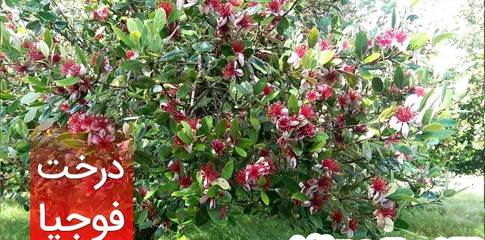 درخت آکا,درخت فیجوآacca-
sellowianamyrtaceae
Acca Sellowiana
مجموعه تولیدی سیدوس تولید کننده گلدان پلاستیکی سیدوس