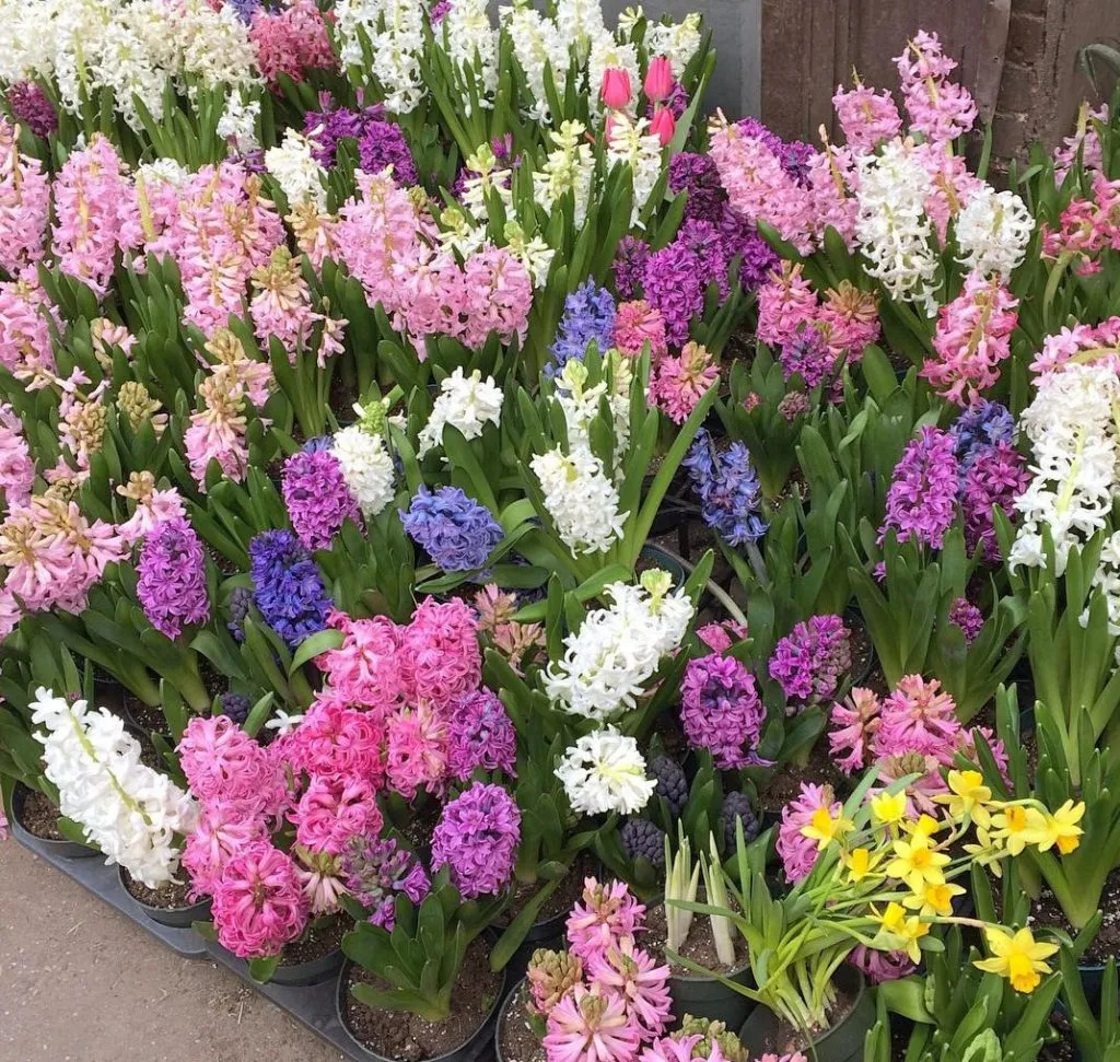 گل سنبل هلندی (Dutch Hyacinth)نام علمی: (Hyacinthus orientalis)