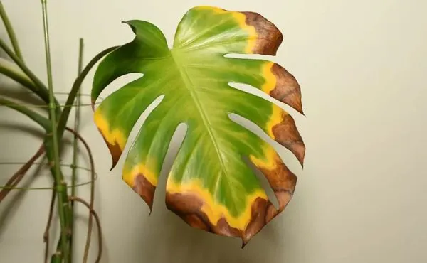 گیاه برگ انجیری و8علت زرد شدن آنFig leaf plant and 8 causes of its yellowing
مجموعه تولیدی سیدوس ,تولید کننده گلدان پلاستیکی سیدوس ,بیش از 120نوع, اعم از گلدان استوانه ای پلاستیکی سیدوس,گلدان الماسی پلاستیکی سیدوس,گلدان مربعی پلاستیکی,گلدان مثلثی پلاستیکی,گلدان گرد پلاستیکی ,باکس مستطیلی,در اندازه های کاکتوسی تا درختچه ای